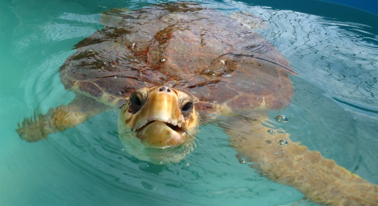 USA Florida Keys Schildkröte Foto Marathon Turtle Hospital